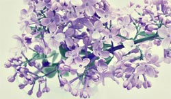 MovingCost.com - Essential Oils